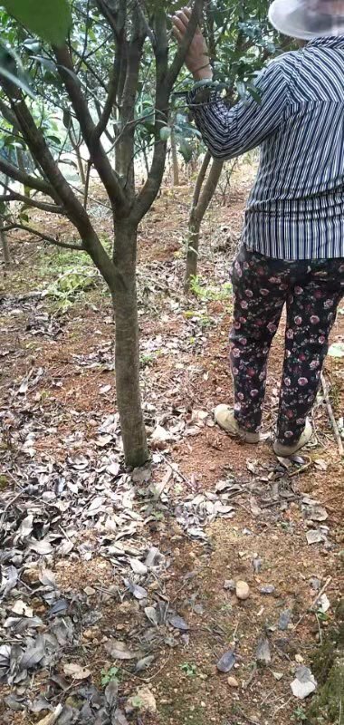 寻甸县 高杆红叶石楠，8一12公分，适应全国各地，耐极寒气候，
