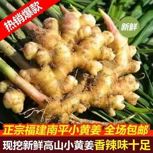 邵武市福建南平高山小黄姜