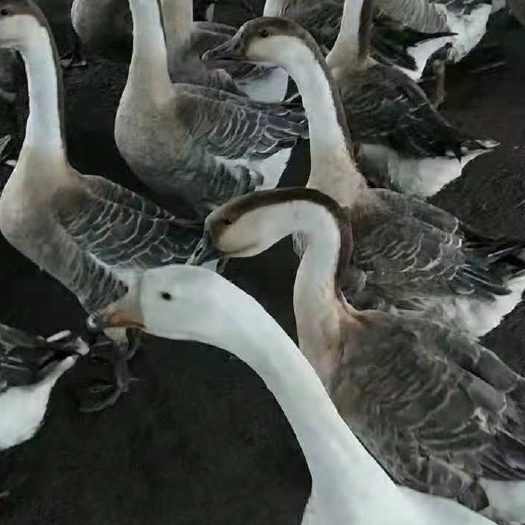 淮北 灰鹅