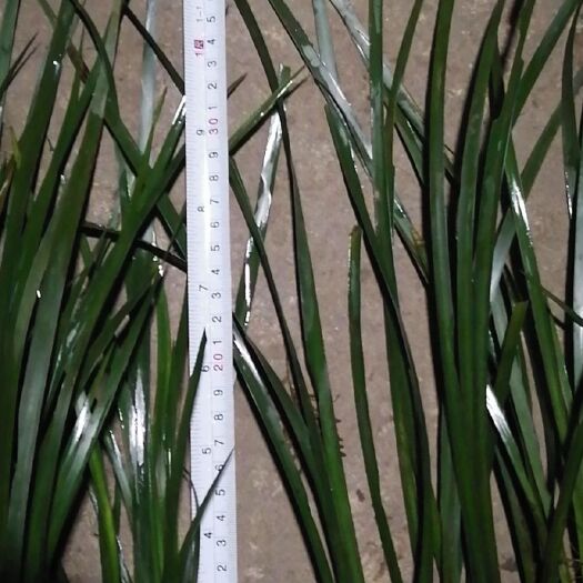 洪雅县石菖蒲菖蒲宽叶石菖蒲菖蒲四川货石菖蒲种子种苗石菖蒲苗子