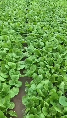 呼和浩特上海青 山东菏泽精品油菜，快菜，价格稳定常年供货，。