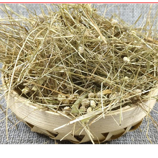 隆回县山间谷草 谷精草 珍珠草 谷精珠 谷精子