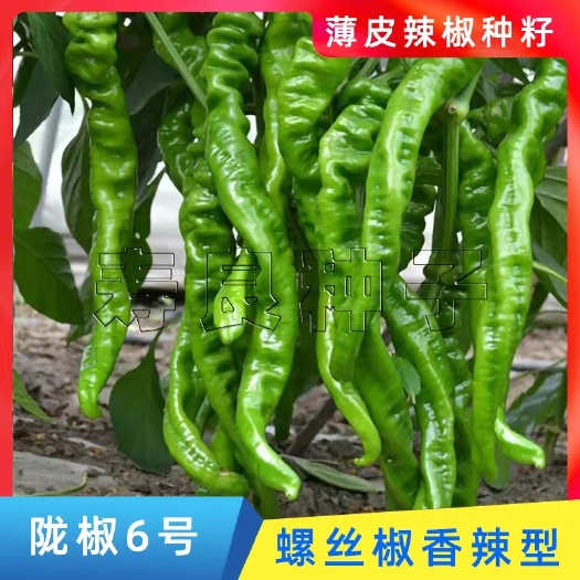 寿光市 螺丝椒种子龙陇6号耐寒薄皮香辣高产盆栽蔬菜籽瓜果辣椒莱孑寿光