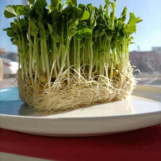 北京脆嫩香甜豌豆苗，火锅烧烤佳品
