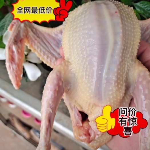 广州精品乳鸽价格下调。大量批发
