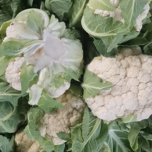 北京白花菜花 松散 湖北省天门市天门市 1~2斤 