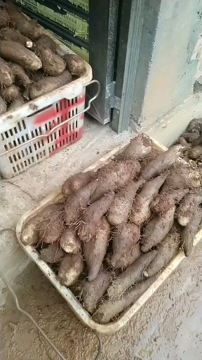 文山市秤砣山药大量有货 欢迎咨询