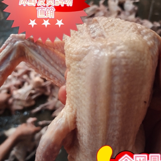 英德市大量出售乳鸽，沙县小吃炖汤专用，合作请电聊