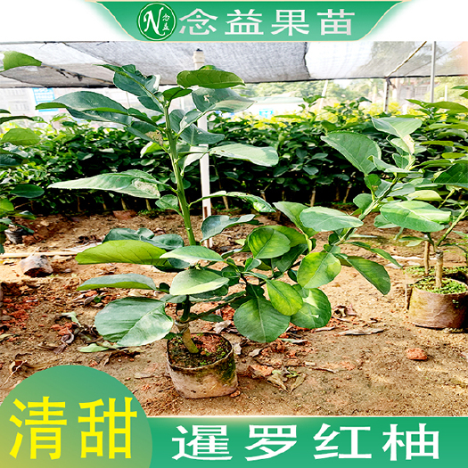 灵山县暹罗柚苗  广西发货优惠正品泰国红宝石暹罗红心柚子果树苗新品种盆栽植物室
