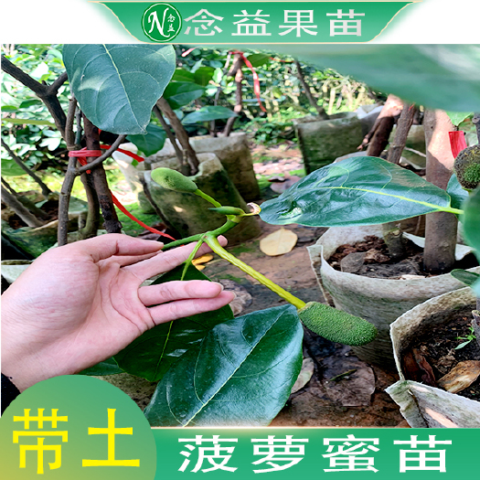 灵山县菠萝蜜苗 果树苗红肉泰国8号12号马来西亚一号四季菠萝蜜嫁接苗盆栽地栽