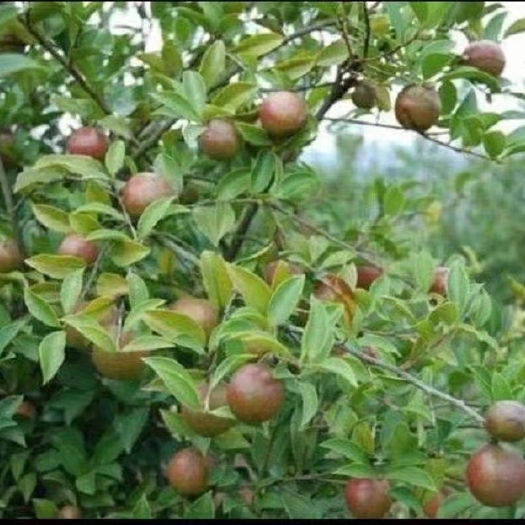 贺州 山茶油