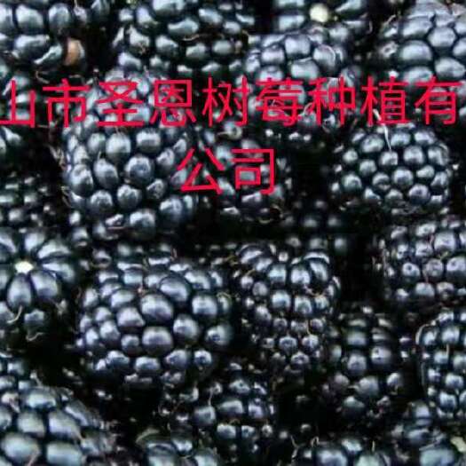 白山红树莓苗    树莓苗 30~40公分 地栽苗，保证质量，成