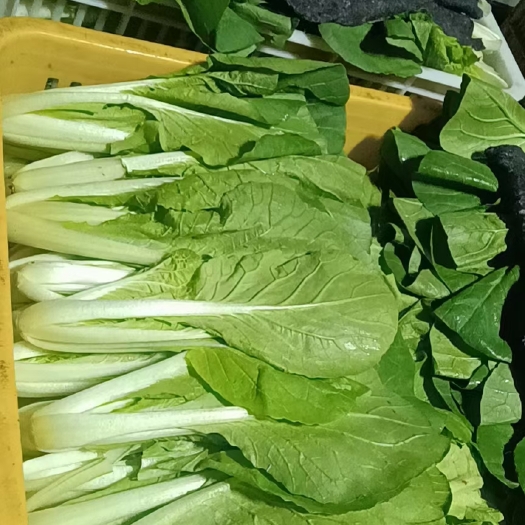 曹县 上海青油菜  奶白菜