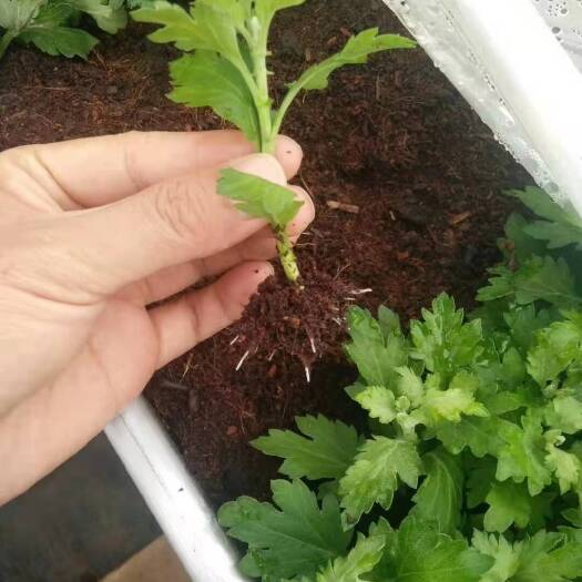歙县 各种规格菊花苗预定