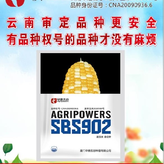 通海县甜玉米种子 902双色玉米 双色甜玉米 库布拉902华泰五谷