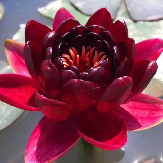 碗莲 池塘睡莲花水培植物四季莲花盆栽水养花卉荷花睡莲根茎