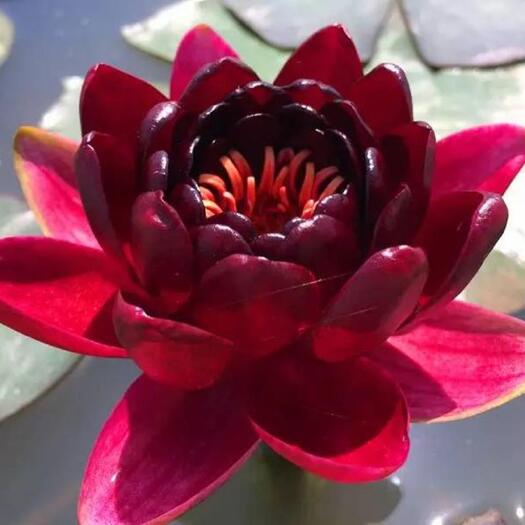 宿迁碗莲 池塘睡莲花水培植物四季莲花盆栽水养花卉荷花睡莲根茎