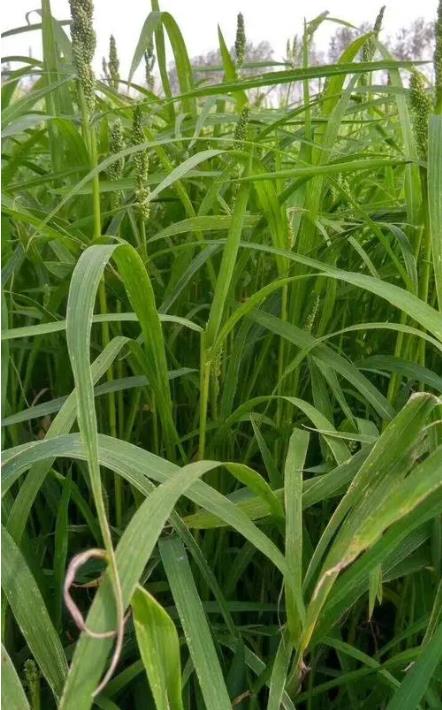 小米草种子水草养殖鱼虾蟹牧草耐水淹耐旱雀叶稗河南稷子高产