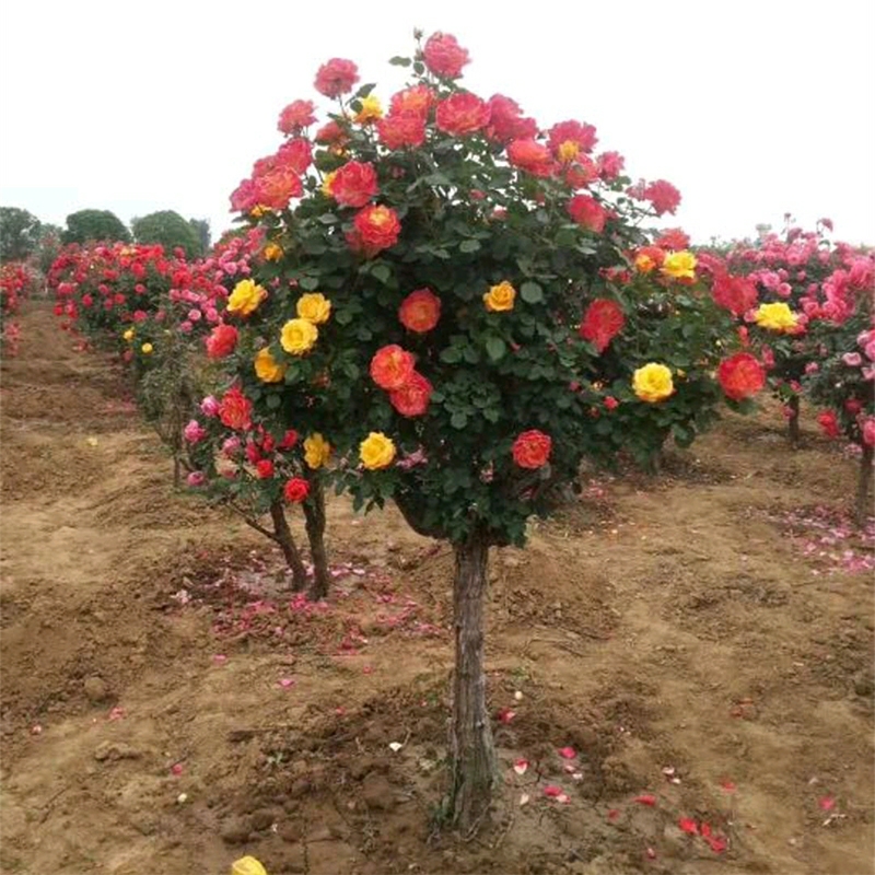 树状月季树月月开花机器，高杆树桩月季大花，基地直销3-6公