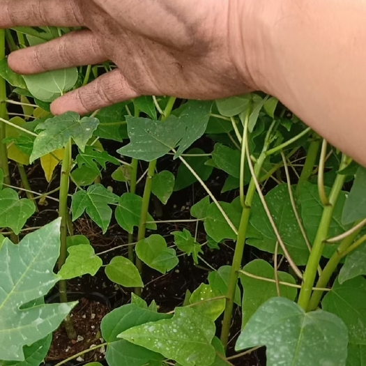 灵山县红肉木瓜苗