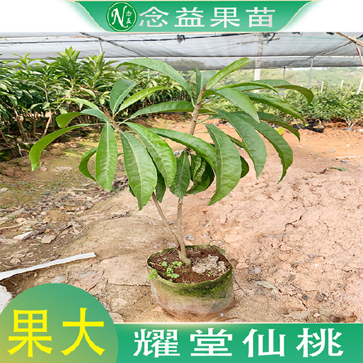 灵山县蛋黄果苗  新品优惠果树苗耀堂大果仙桃嫁接苗南北方一年四季种植可盆栽庭院