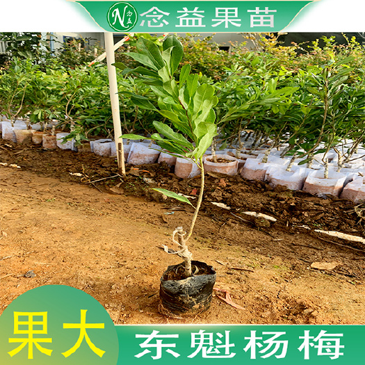 灵山县东魁杨梅树苗 优惠包邮苗树苗嫁接苗正宗东魁杨梅南北方一年四季种植庭院地栽