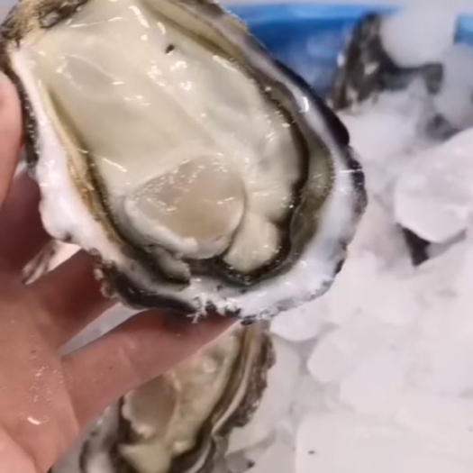 佛山三倍体生蚝 乳山生蚝精品黑牡蛎鲜活新鲜一箱带壳海蛎子 产地直