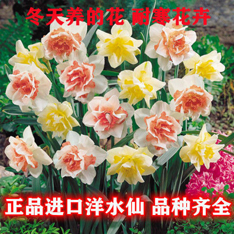 漳州水仙   重瓣洋水仙花盆栽室内水培花卉风信子四季种易活桌