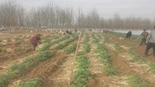 清丰县 自己种的钢葱，葱白35公分以上，现在还有40多万斤，