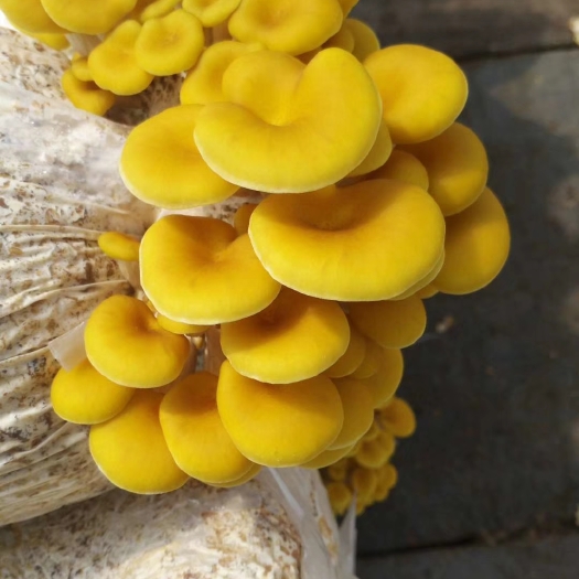 莒南县供应榆黄蘑菌种