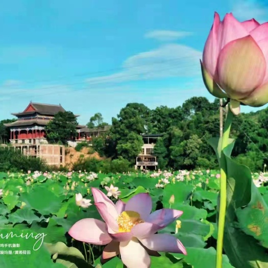 醴陵市白莲子 湖南省株洲市醴陵市 1-2年 