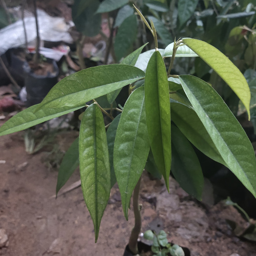 灵山县榴莲苗  新品产地直供全国包邮榴莲树苗金枕头猫山王嫁接带土带叶