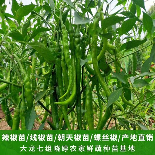 绥宁县辣椒苗，线椒苗，朝天椒苗，螺丝椒，产地直销
