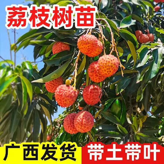 灵山县无核荔枝苗，枝叶非常漂亮，量大从优