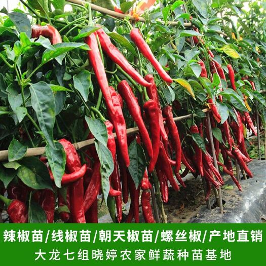 绥宁县红霸天下线椒苗，辣椒苗，辣味浓，产量高，
