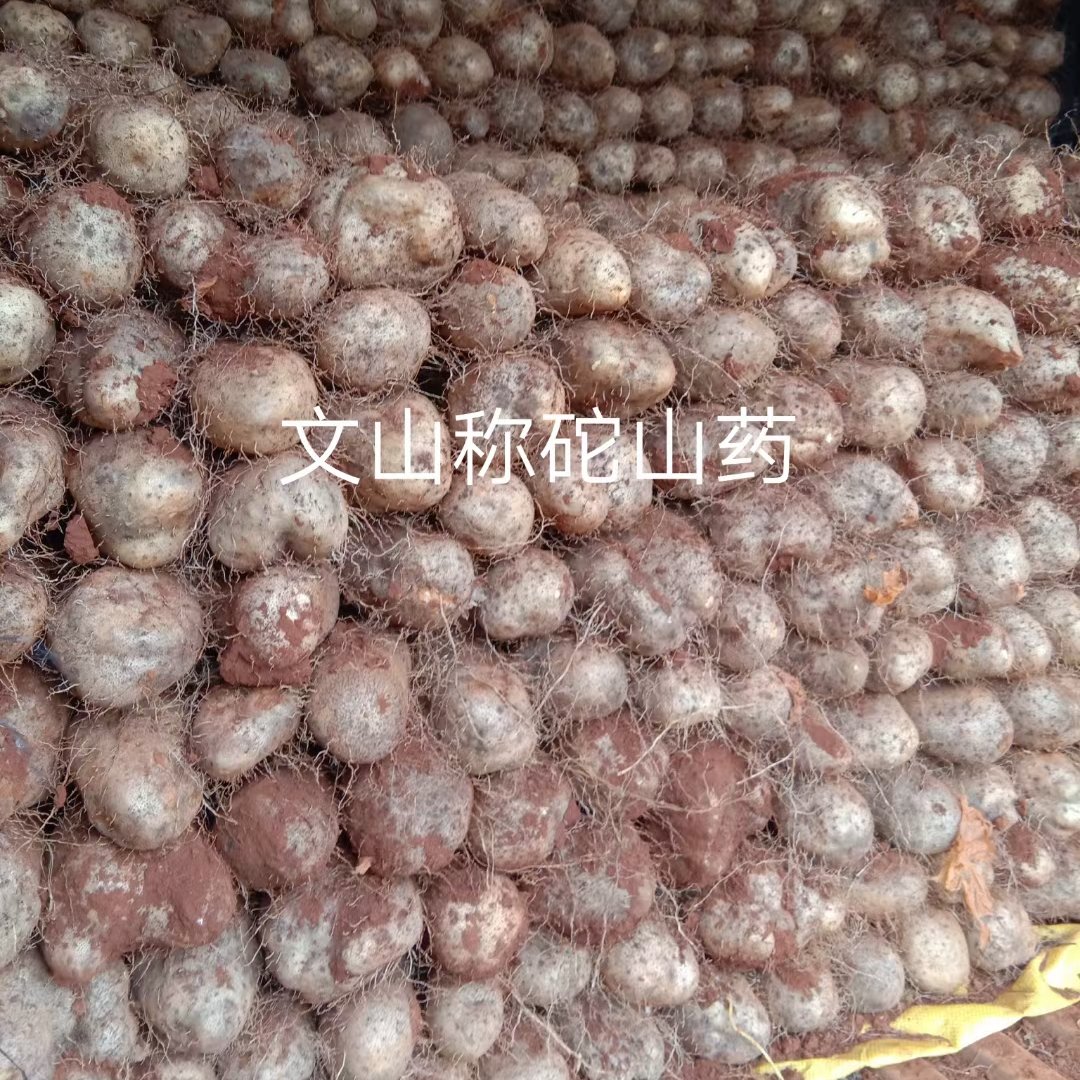 秤砣山药大量有货 欢迎咨询