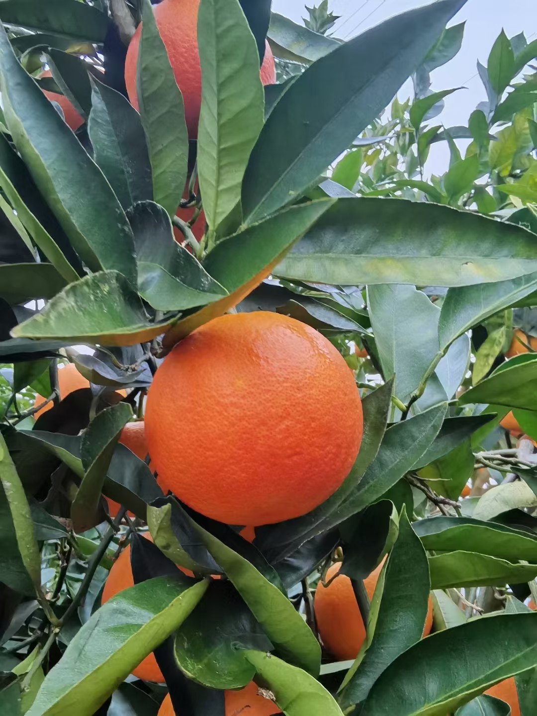 塔罗科血橙 玫瑰香橙，血橙