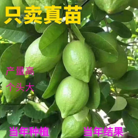 灵山县香水柠檬苗  香水柠檬树苗，保证正品，货源充足