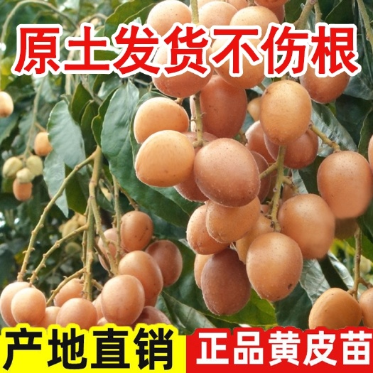 灵山县正宗黑黄皮果苗，根须发达，现挖现发，货源充足