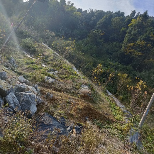 长沙果园 重庆市巴南区某镇200亩桃园需流转，有意者欢迎垂询！