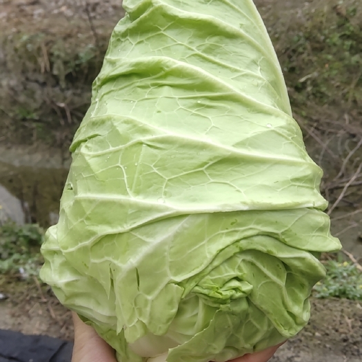 眉山 牛心甘蓝
