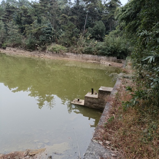 重庆市果园 重庆北碚区西山坪101亩蔬菜，瓜果用地，地块内有水泥路，