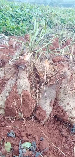 秤砣山药大量有货 欢迎咨询