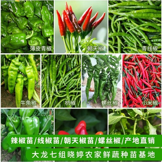 绥宁县朝天椒苗，辣椒苗，线椒苗顺丰直达