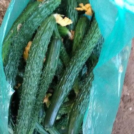 黄瓜扭   次品黄瓜  黄瓜妞  小黄瓜  货源充足  保质