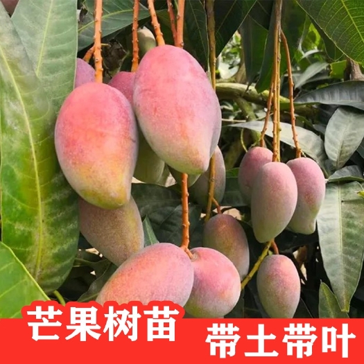 灵山县金煌 贵芒果苗 芒果树苗嫁接芒果苗南方北方种植澳芒四季芒