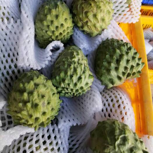 大理市凤梨释迦果基地直发