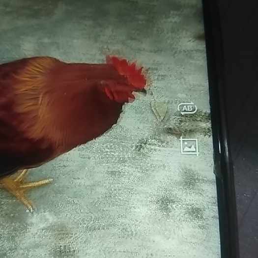 成都九斤鸡 果园放养鸡，粮食鸡，没有一点饲料。