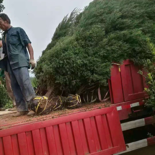 石家庄 塔柏