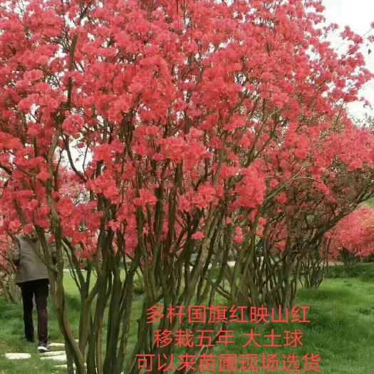杜鹃   映山红百年老桩